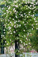 Rosa Ayrshire Splendens - scented rose