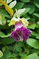 Cobaea scandens - cup and saucer vine, AGM