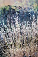Molinia caerulea 'Poul Petersen' in winter