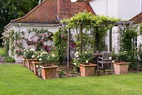 A patio seating area with vine covered pergola surrounded by terracotta containers planted with Rosa 'Champagne Moment'.