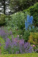A long box-edged summer border planted with delphinium, knautia, catmint, peonies, splurge and cardoons in front of a pleached hornbeam hedge.