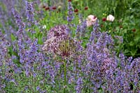 A harmonius purple and blue combination of alliums and catmint.