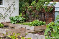 Raised beds in a vegetable garden in front of a peach tree trained against the wall.