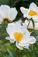 Paeonia 'Krinkled White' a herbaceous paeony bearing single flowers with krinkled white petals, from May