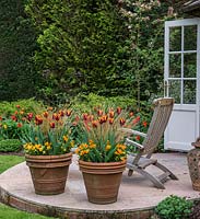 Large terracotta pots filled with orange violas, Tulipa Abu Hassan and Carex comans Bronze, an evergreen sedge grass.