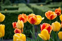 Tulipa Golden Apeldoorn and Apeldoorn Elite, darwin hybrid tulips which flower in April and early May, Make excellent cut flowers.