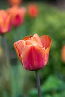 Tulipa Brown Sugar, a bi-coloured Triumph tulip.