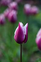 Tulipa Ballade, a lily-flowered tulip with soft violet-mauve flowers that have well-defined white margins and elegantly pointed petals.