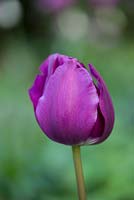 Tulipa Attila, A Triumph Group tulip with a single cup shaped purple flower. Good for cut flowers.