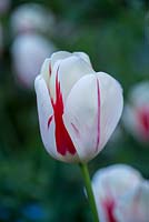 Tulipa Burning Heart, a Darwin Hybrid Tulip which flowers from mid spring.