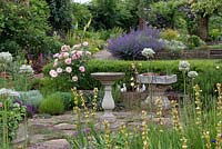 A terraced garden with small thyme courtyard, planted with sisyrinchium, white allium, lavender and Rosa 'Jeyy's Rose'.
