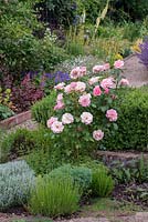 Rosa 'Jenny's Rose' underplanted with lavender, rosemary, sage and cotton lavender.