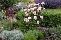 Rosa 'Jenny's Rose' underplanted with lavender, rosemary, sage and cotton lavender.