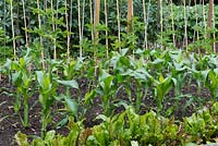 A vegetable bed planted with beetroot, sweet corn and tomato plants on cane supports.