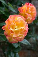 Rosa 'Night Light', a vigorous repeat flowering climbing rose, June.