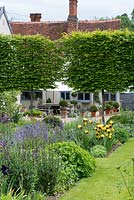 Viewed from perennial borders, a pleached hornbeam screen frames the view of the dining terrace, with potted box balls and hostas.