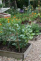 Growing in potager, raised beds of broad beans, marigolds and beans.