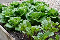 In potager, raised beds of lettuces and beetroot