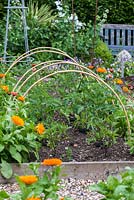 Cane support hoops for tomatoes, flanked in marigolds.
