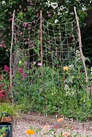Lathyrus odoratus - Sweet peas trained up string netting attached to hazel sticks.