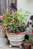 Terracotta pots planted with begonias and pelargoniums.
