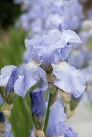 Iris 'Jane Phillips', a fragrant bearded iris, flowering in May