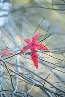 Acer palmatum leaf - Japanese maple leaf