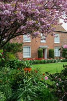 The front lawn with cherry tree heavy with pink spring blossom, camellia, Fritillaria imperialis and bright mixed borders with Tulipa 'Ruby Red' with white narcissii. Prunus 'Kanzan', Japanese cherry. 