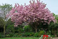 An ornamental Japanese cherry tree, Prunus 'Kanzan', heavy with pink spring blossom. 