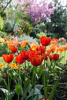 A hot spring border planted with Tulipa 'Ad Rem' and Tulipa 'Apricot Emperor'.