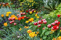 A hot spring border with Tulipa 'Lucky Stripe', 'Ruby Red', 'Orange Lion', 'Apricot Emperor' and Tulipa 'Winnipeg'.