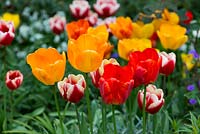 Hot spring border with Tulipa 'Lucky Stripe' and 'Orange Lion'.
