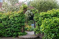 The entrance to the front garden with Hydrangea petiolaris climbing over a brick arch.