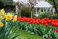 Massed planting of Tulipa 'Ad Rem' creates a dramatic splash of colour.