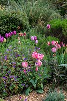 Mixed bed with Tulipa 'Prince mixed', Tulipa 'Peach Blossom', Tulipa 'Candy Prince', lavender and hardy geranium.