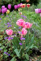 Mixed bed with Tulipa 'Prince mixed', 'Candy Prince', 'Peach Blossom', lavender and hardy geranium.