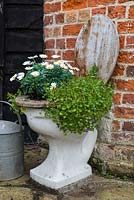 A reused toilet bowl plant with white daisies.