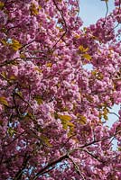 Prunus 'Kanzan', Japanese cherry. In spring the tree is laden with blossom, large double, deep pink flowers and bronze foliage. 
