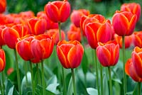 Tulipa Ad Rem, tulip with yellow edges