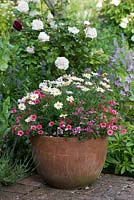 A terracotta container planted with a harmonious combination of athemis, calibrachoa and nemesia. Behind, Rosa 'Winchester Cathedral'.