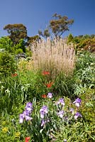 English cottage style garden with tall dried spent grass seed heads - Miscanthus sinensis, Chinese Silver Grass, Iris Blue and White, bearded iris,