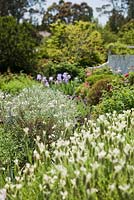English cottage style garden with layered planting including Lavandula viridis