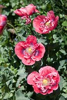 Papaver somniferum - Opium poppy pink form