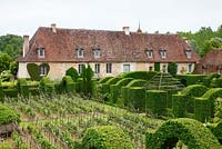 Vineyard surrounded by pruned hornbeam hedges resembling a cloister at Le Prieuré Notre-Dame d'Orsan with the old priory building in June.