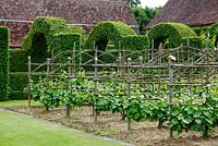View of the vineyard with clipped hornbeam arches at Le Prieuré Notre Dame d'Orsan