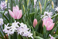 Tulipa triumph 'Synaeda Amor' with Chionodoxa forbesii 'Pink Giant'