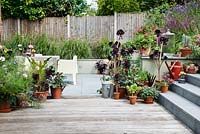 Patio garden with table and chairs, raised walled beds with Pennisetum alopecuroides Karly Rose, potted Pelargonium Ardens and Aeonium 'Zwarttkop'