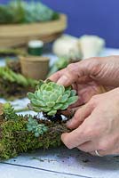 Plant the Succulents in the moss bedding