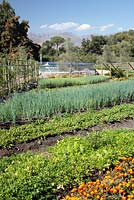 Vegetable Garden, Boschendal, Franschhoek, Western Cape, South Africa