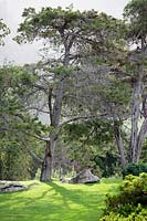 Stone pines - Pinus pinea, Kirstenbosch National Botanical Garden, Cape Town, South Africa